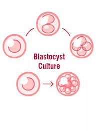 Blastocyst Culture